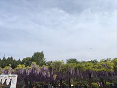 -嘉定紫藤园