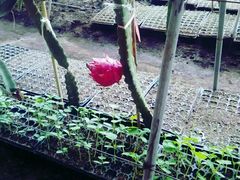 -万源龙顺度假庄园生态观光园