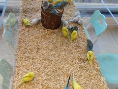 -怪兽屋·羊驼·猫咖·狗咖(俊华广场店)