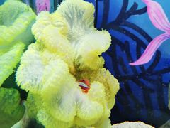 -太平洋海底世界