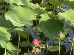 -莲花池公园