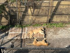 -大连森林动物园