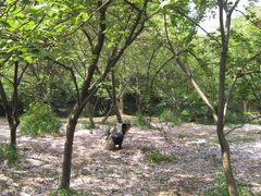 -武汉大学-樱园