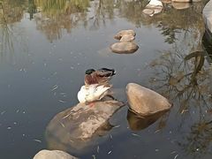 -莲湖公园