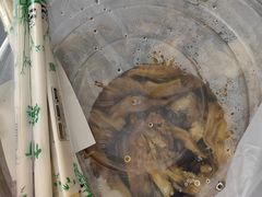 -华盛园卷子王农家菜水库鱼