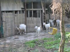 阿林果蔬园-阿林有机农庄