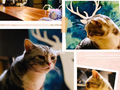 -咖法森林·咖啡  酒吧(天河店)