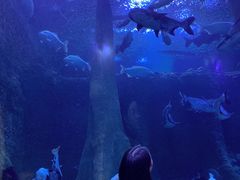 -海合安成都极地海洋公园