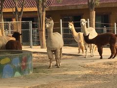 -辛玛王国游乐园