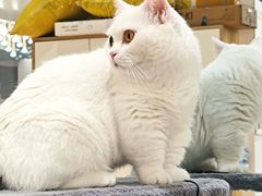-COLOR PETS 撸猫馆·购猫·猫咖(长风大悦城店)