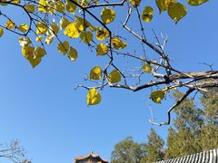 -宫事颐庭·老佛爷贵寿下午茶(颐和园店)