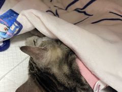 -美联众合动物医院·24h京西诊疗中心