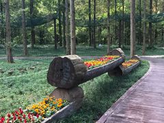 -黄海国家森林公园