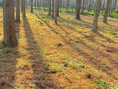 -黄海国家森林公园