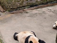 -都江堰中华大熊猫苑