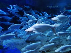 -成都浩海立方海洋公园