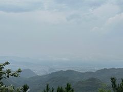 -兰溪马涧杨梅采摘