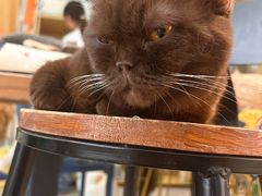 -平行世界·猫咖(首经贸店)