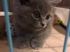 -喵zoo家庭繁育猫舍(尖东智能花园店)