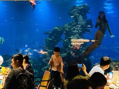 -海棠湾洲际-涛·海底餐厅·美人鱼·自助餐·海底隧道