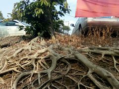 -佛山市三水区大南山森林公园