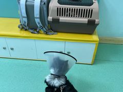 -北京观赏动物医院·24小时大型综合·猫专科·异宠专科