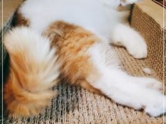 -喵屿·大理花园猫咖