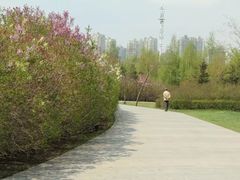 -群力丁香公园