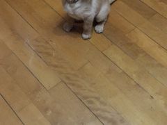 -翊宠yipet猫狗购宠庄园犬舍•猫舍