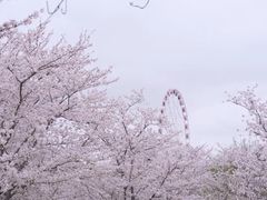 -顾村公园