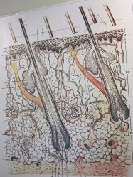 -史云逊养发护发