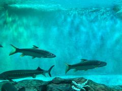 -太平洋海底世界