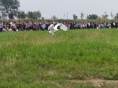 -盐城丹顶鹤湿地生态旅游区