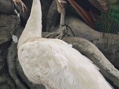 -野象谷景区