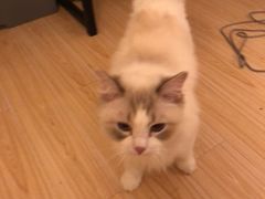 -四月宠物医院·猫专科·心脏专科·内科(转塘店)