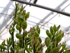 -北京植物园-展览温室