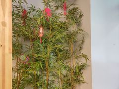 -伊犇牛清真牛肉火锅(宽窄巷子店)