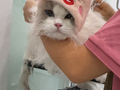 -爱洗澡的猫(望京店)