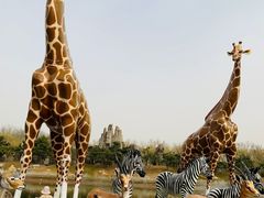 -北京野生动物园