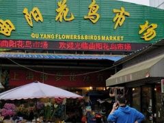 -曲阳花鸟市场(曲阳路店)