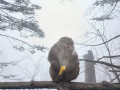 -峨眉山风景名胜区