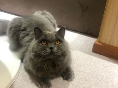 -猫和宫(六道口店)