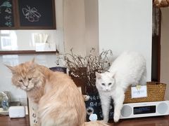 -有猫主题·治愈系猫咖(曾厝垵店)