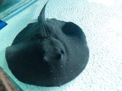 -上海海洋水族馆