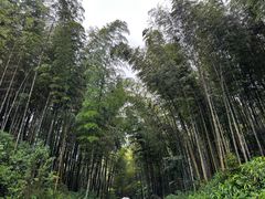 -蜀南竹海景区