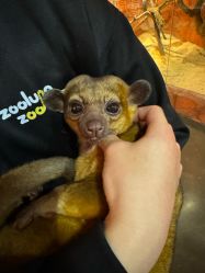 -Zoolung Zoolung动物主题公园(海信广场店)