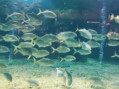 -瑞德姆美人鱼海底演艺主题餐厅(亚龙湾店)