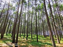 -塞罕坝国家级自然保护区