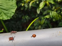 -香蜜公园
