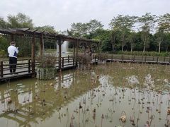 -大湾区中央湿地公园